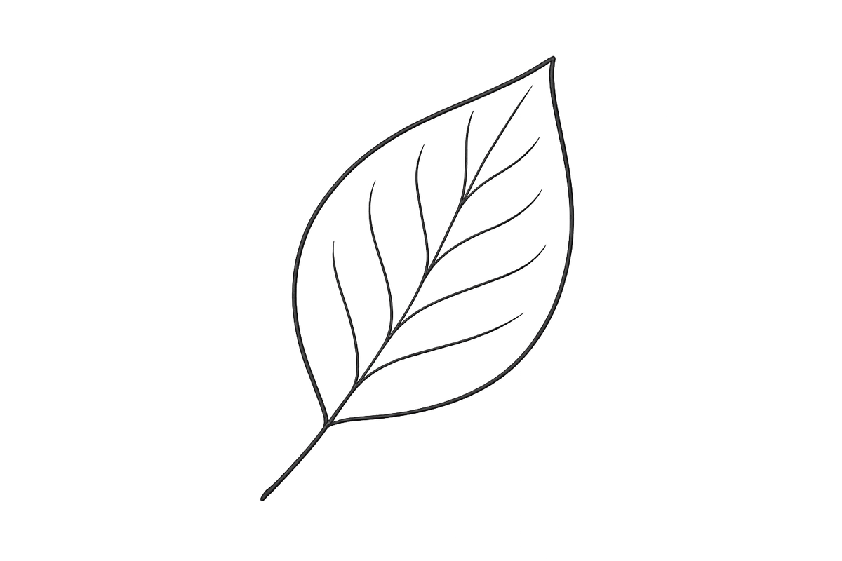 leaf thin outline transparent background